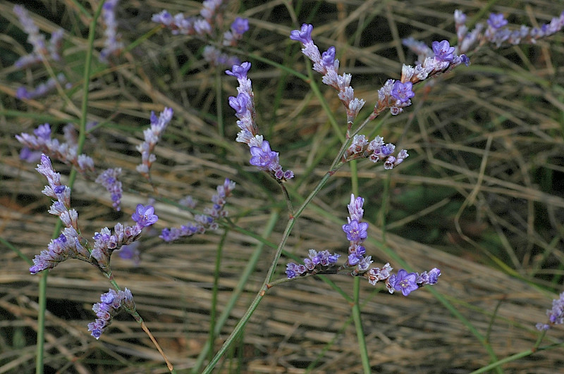 Pianta di palude - Limonium sp.