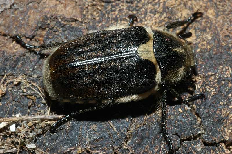 Anoxia scutellaris scutellaris (Coleoptera, Melolonthidae)