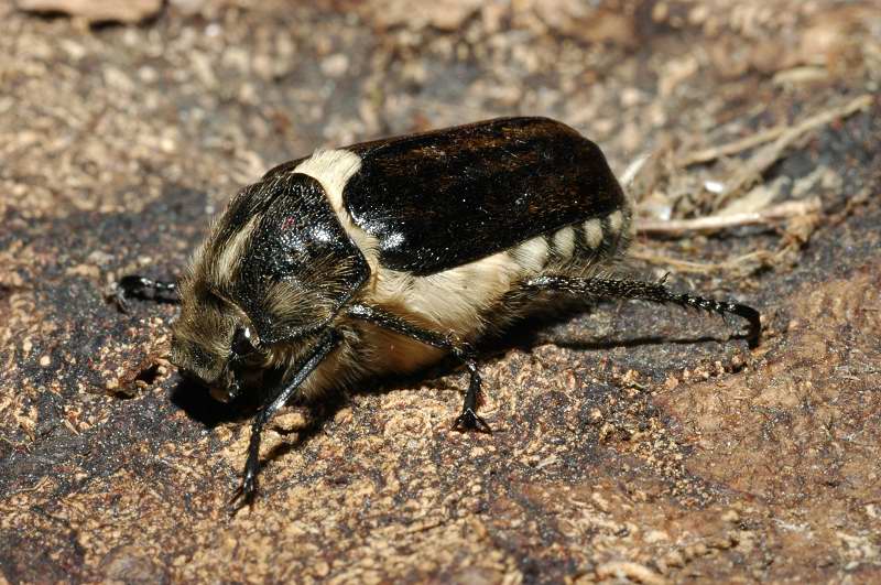 Anoxia scutellaris scutellaris (Coleoptera, Melolonthidae)