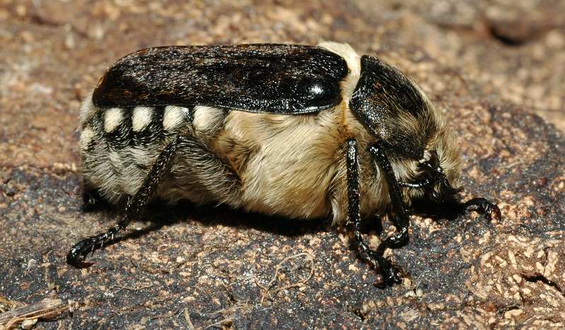 Anoxia scutellaris scutellaris (Coleoptera, Melolonthidae)
