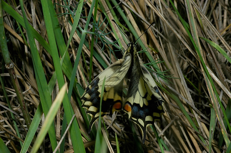 Papilio machaon