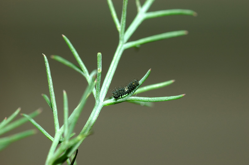 Papilio machaon