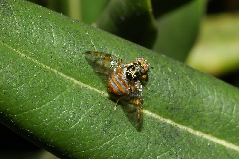 Ceratitis capitata