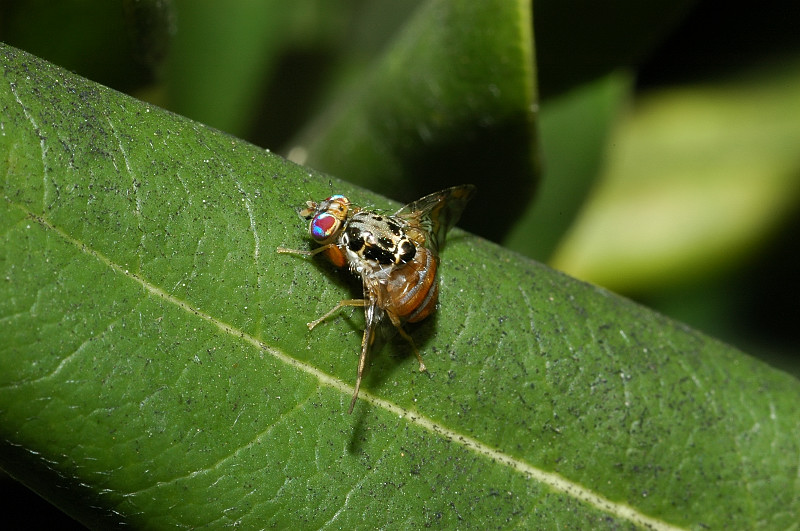 Ceratitis capitata