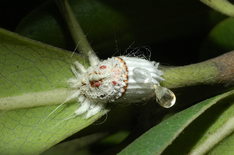 Cocciniglia o alieno? Icerya purchasi