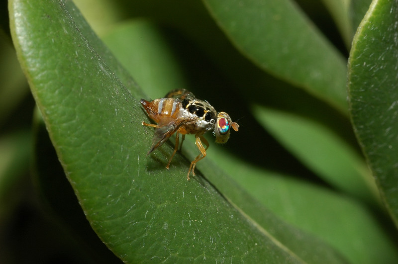 Ceratitis capitata