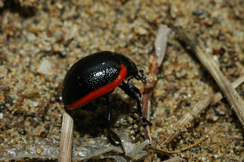 Chrysolina rossia