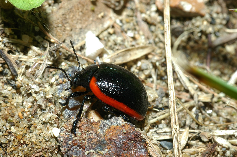 Chrysolina rossia