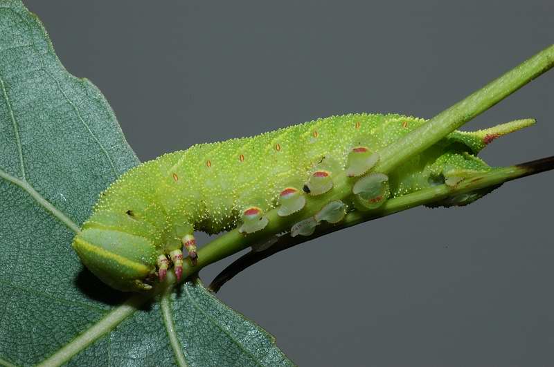 Laothoe populi