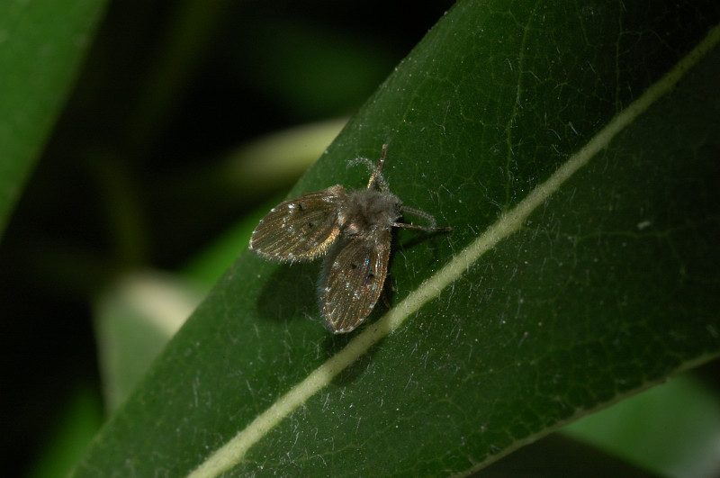 Psychodidae Psychoda alternata
