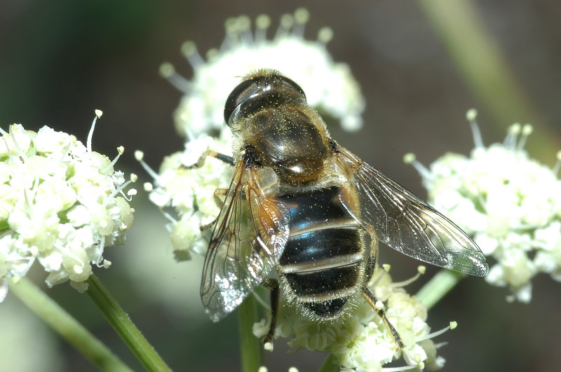 Eristalis tenax e ?