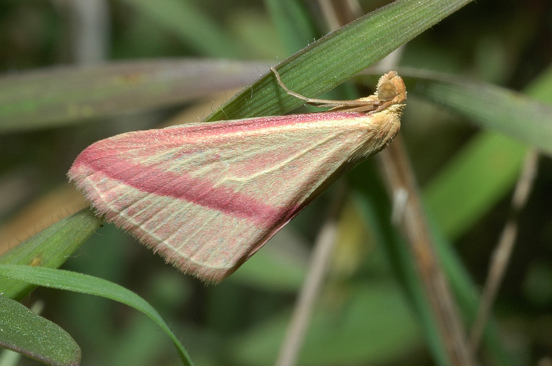 Rhodometra sacraria