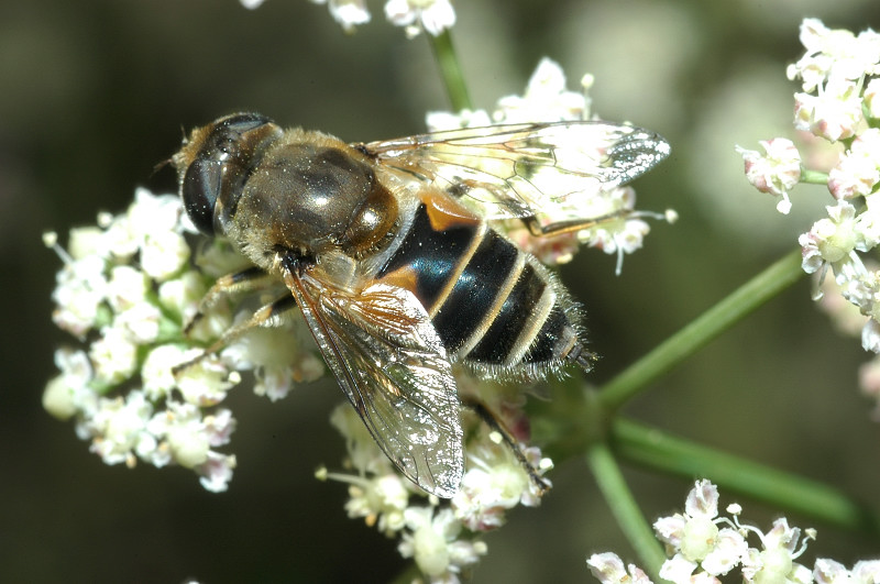 Eristalis tenax e ?