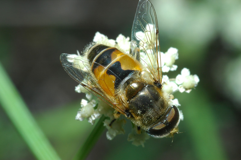 Eristalis tenax e ?