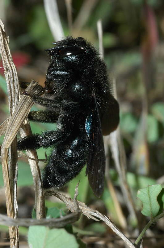 Apidae Xylocopinae: Xylocopa sp.