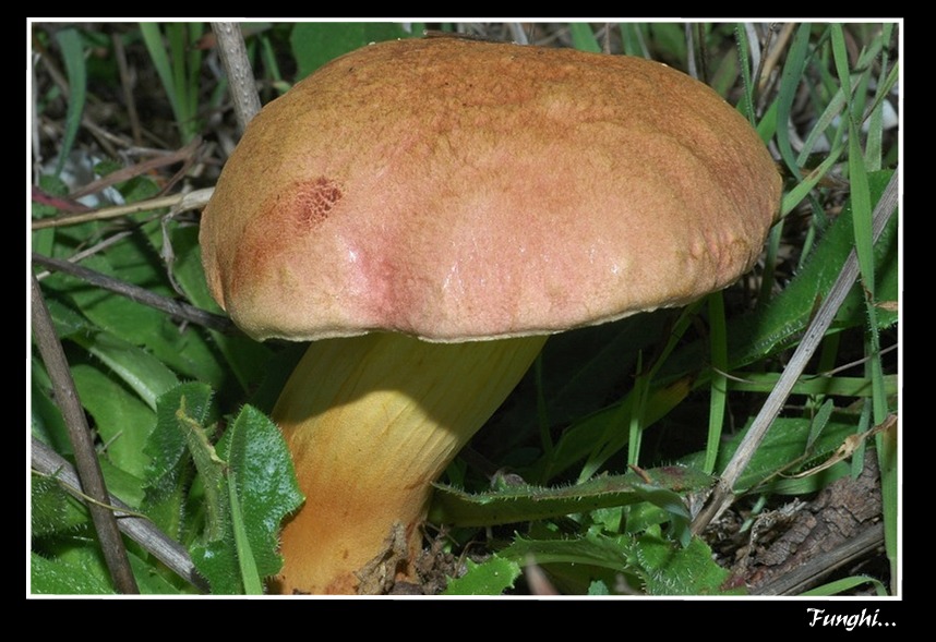 due funghi