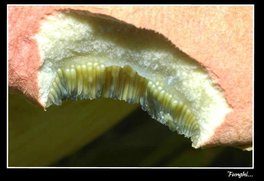 due funghi