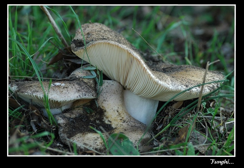 due funghi