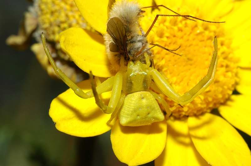 Thomisus onustus nel giardino