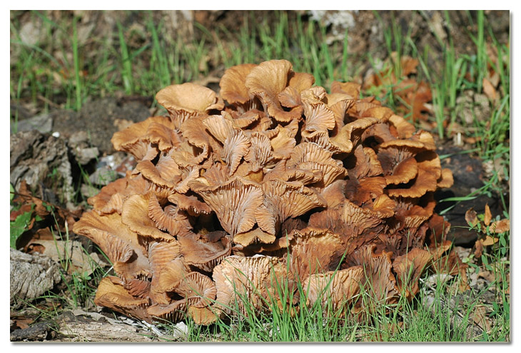 Piccola escursione in bosco di pianura