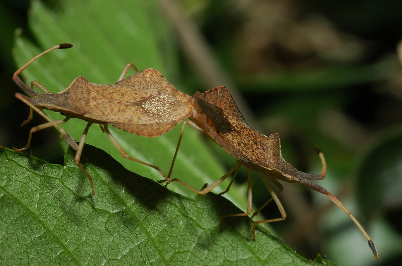 Syromastus rhombeus  in accoppiamento