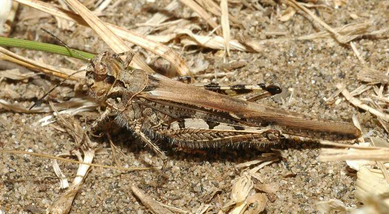 Quando la terra si muove... Acrotylus patruelis