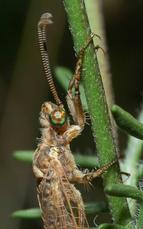 Formicaleone Creoleon lugdunensis