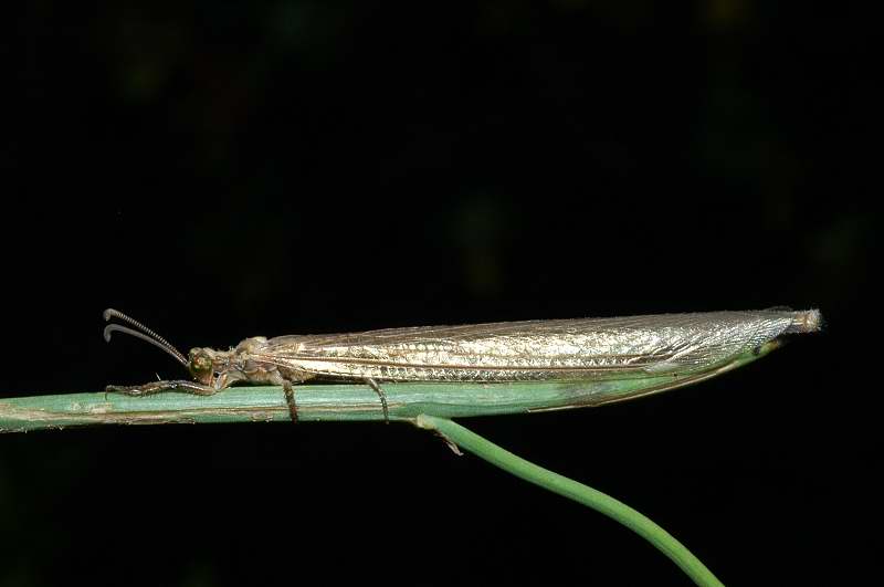 Formicaleone Creoleon lugdunensis