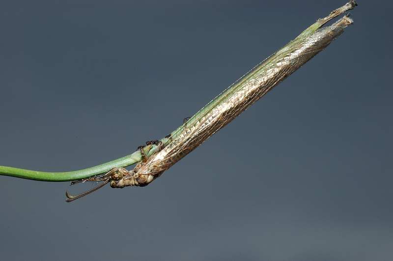 Formicaleone Creoleon lugdunensis