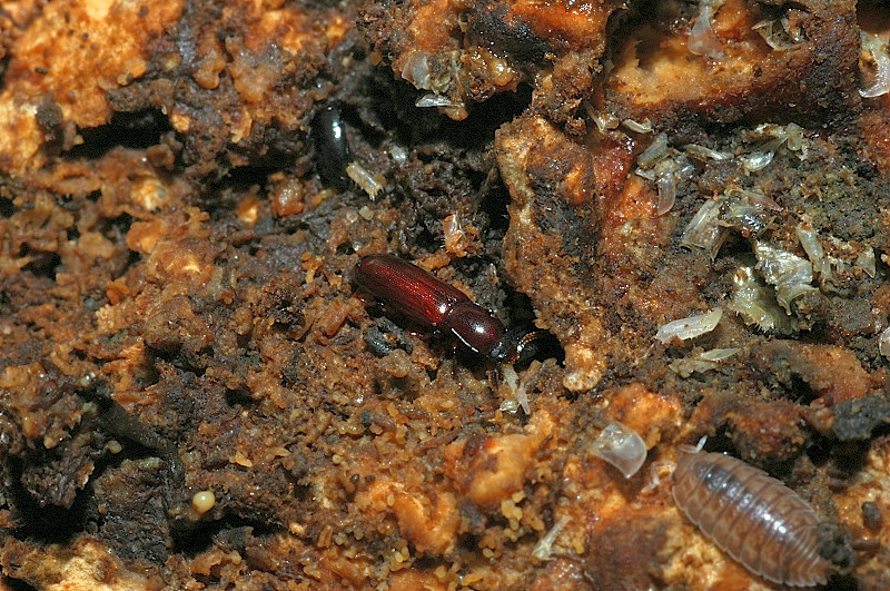 Corticeus unicolor (Coleoptera, Tenebrionidae)