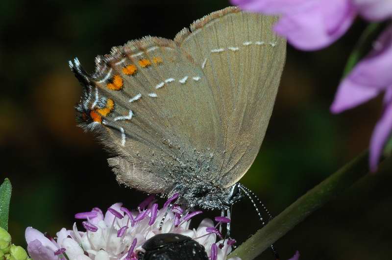 Satyrium spini, un licenide mirmecofilo