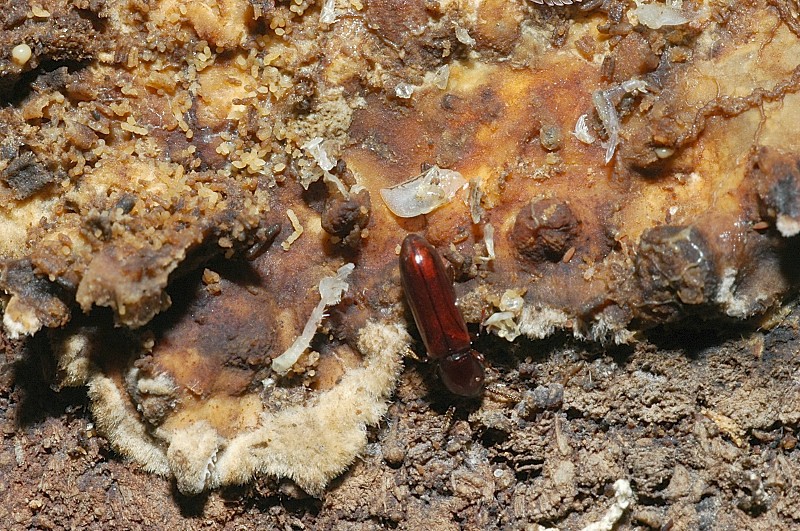 Corticeus unicolor (Coleoptera, Tenebrionidae)