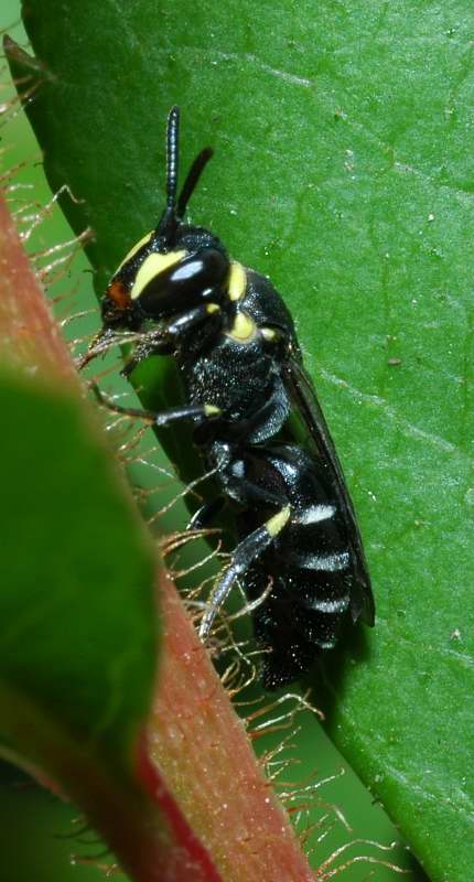 Piccolo imenottero: Hylaeus sp.