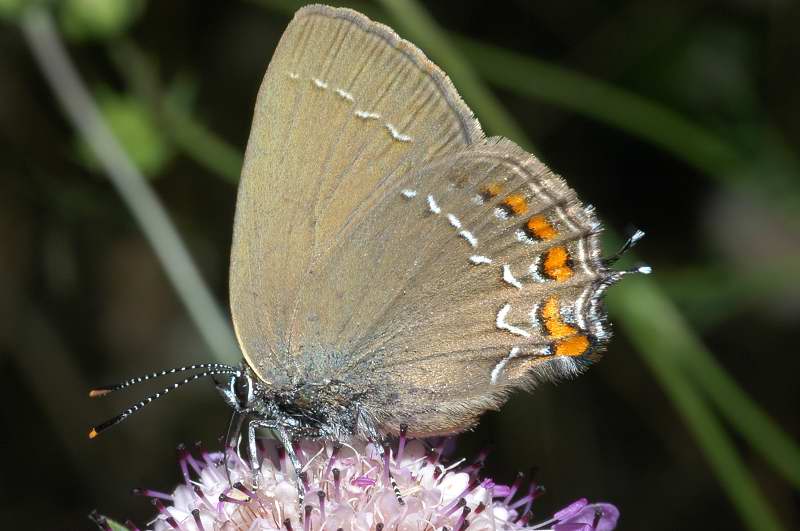 Satyrium spini, un licenide mirmecofilo