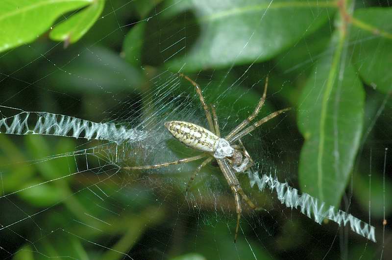 Giovane Argiope bruennichi