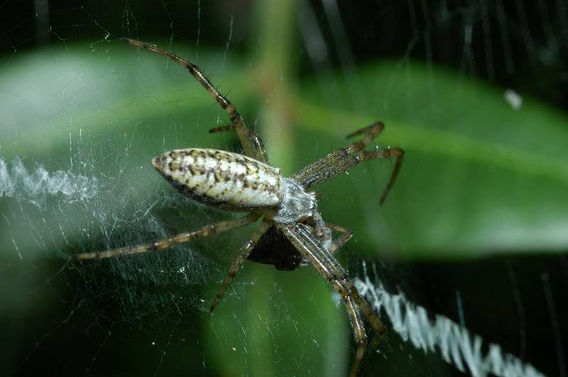 Giovane Argiope bruennichi
