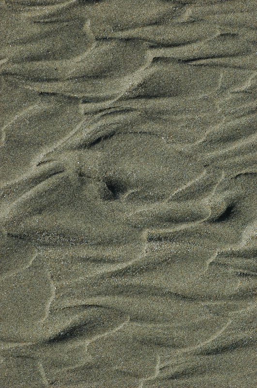 La palude di Torre Flavia