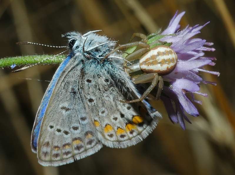 Runcinia grammica che preda un Polyommatus icarus