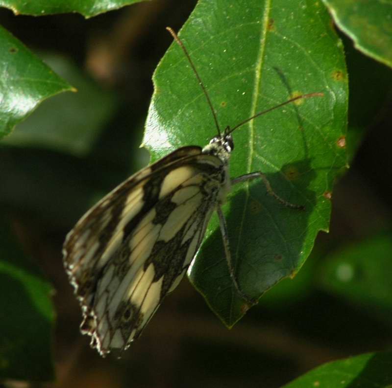 Non  una Melanargia galathea ? No,  Brintesia circe