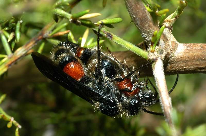 Coppia in copula di Nemka viduata (Hym., Mutillidae)