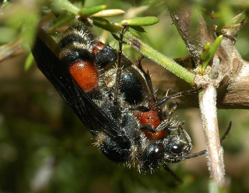 Coppia in copula di Nemka viduata (Hym., Mutillidae)