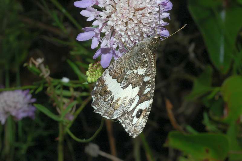 Non  una Melanargia galathea ? No,  Brintesia circe