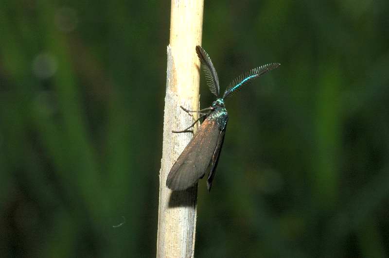 Theresimima ampelophaga