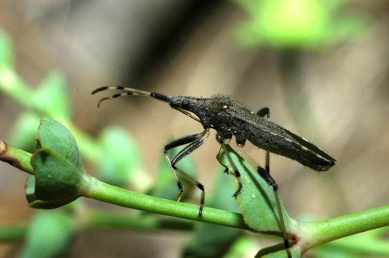 Dicranocephalus albipes (Heteroptera)