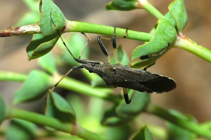 Dicranocephalus albipes (Heteroptera)