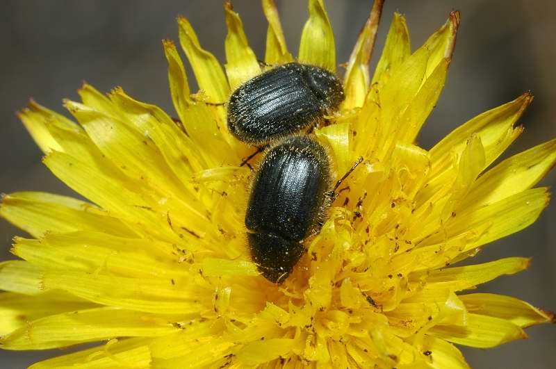 Paratriodonta romana (Coleoptera, Melolonthidae)