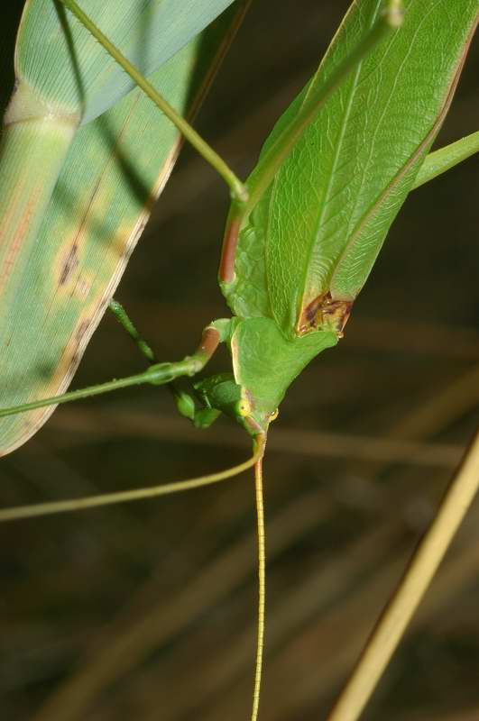 Acrometopa italica (Orthoptera, Phaneropteridae)