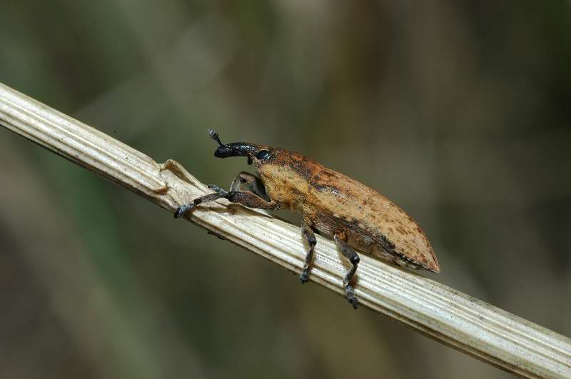 Lixus sp.