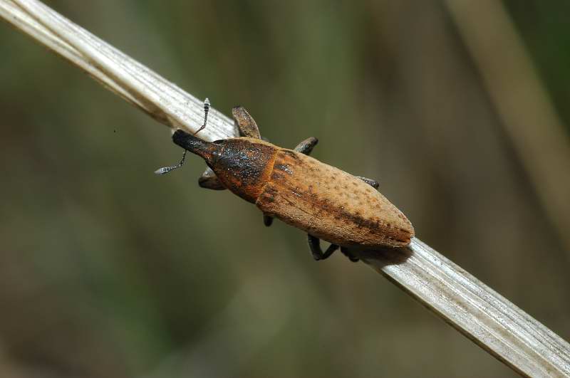 Lixus sp.