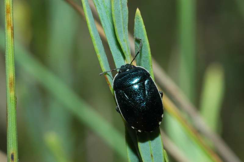 Quale Eurydema? No, Cydnidae...